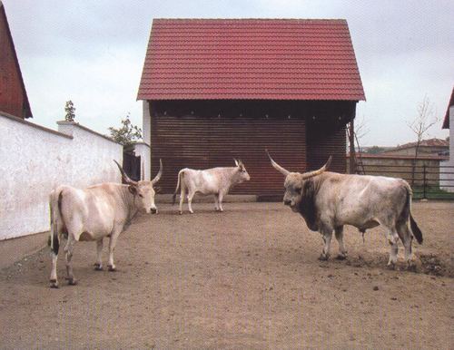 ZOO PARK VYŠKOV